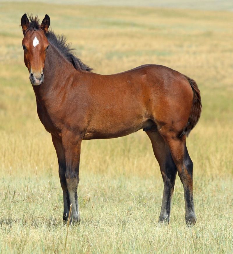 019 - Cisco Gal colt